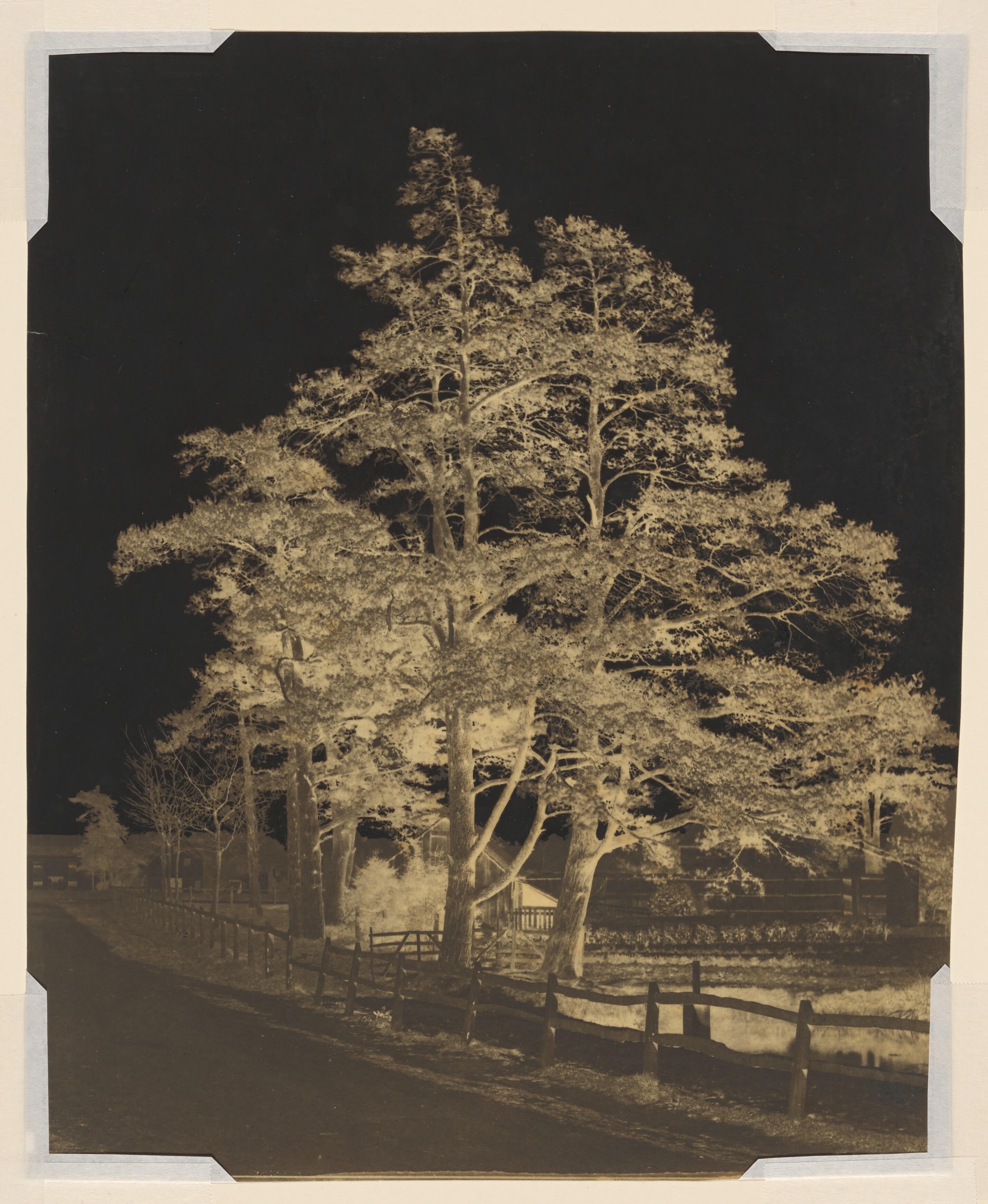 Scotch Firs, Hawkhurst